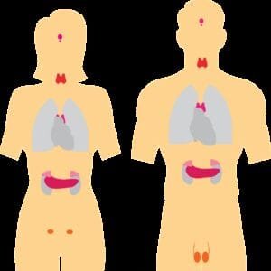 fluoride-pineal-gland-2